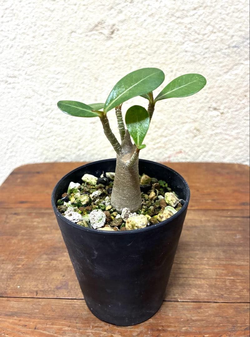 Amazon｜塊根植物 アデニウム アラビカム｜観葉植物 オンライン通販